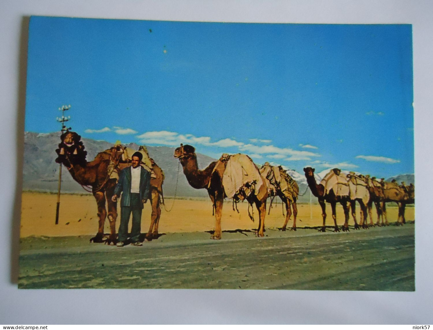 IRAN POSTCARDS  CAMELS  A CAMEL-LINE  TEHRAN - Iran