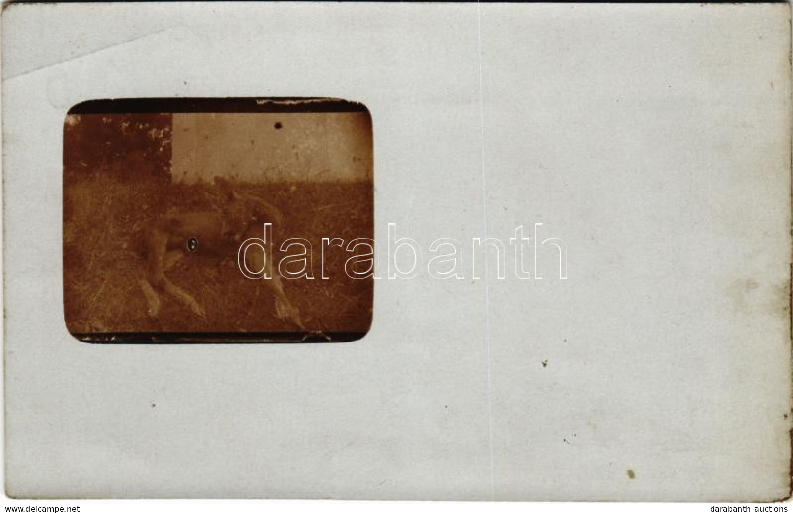 T2/T3 1916 Ivád, Vadászzsákmány. Photo (fl) - Unclassified