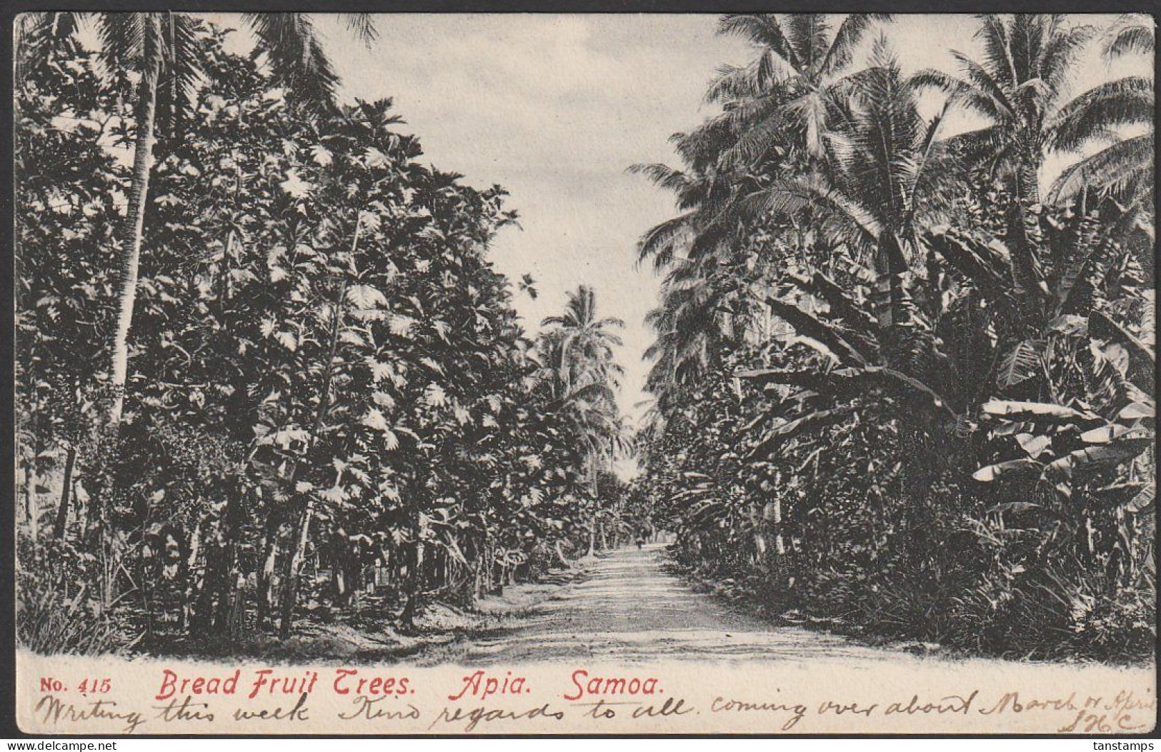NZ - TASMANIA 1906 BREAD FRUIT TREES SAMOA POSTCARD WESTPORT SQUARED CIRCLE - Samoa