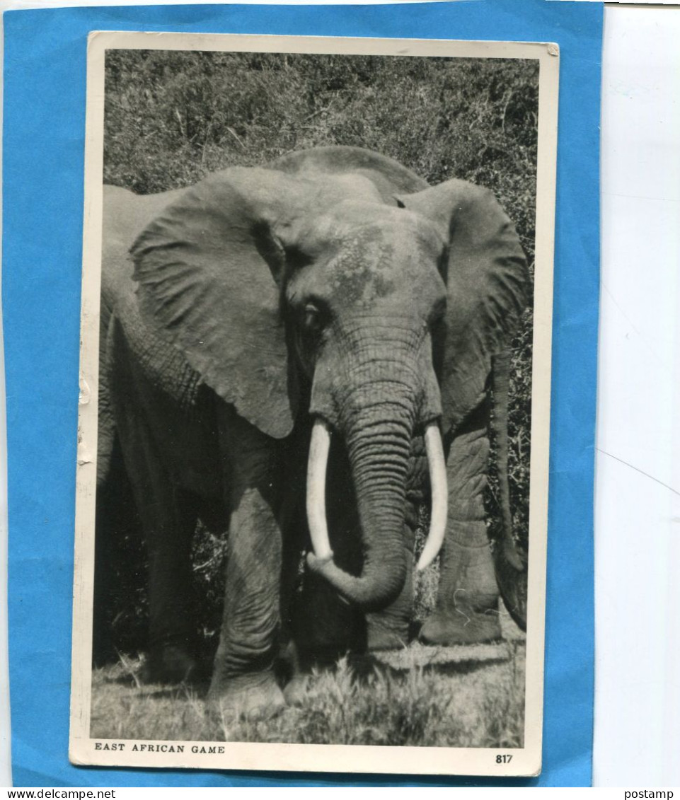 Carte Postale  Elephant  East African-gros Plan-NAIROBI-kenia Ouganda Cad Sept 1956 Stamp 65c - Kenya & Uganda