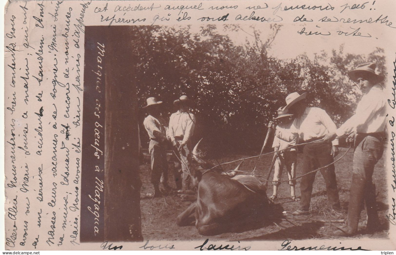 Marque Des Boeufs à Mazagua - Mexico