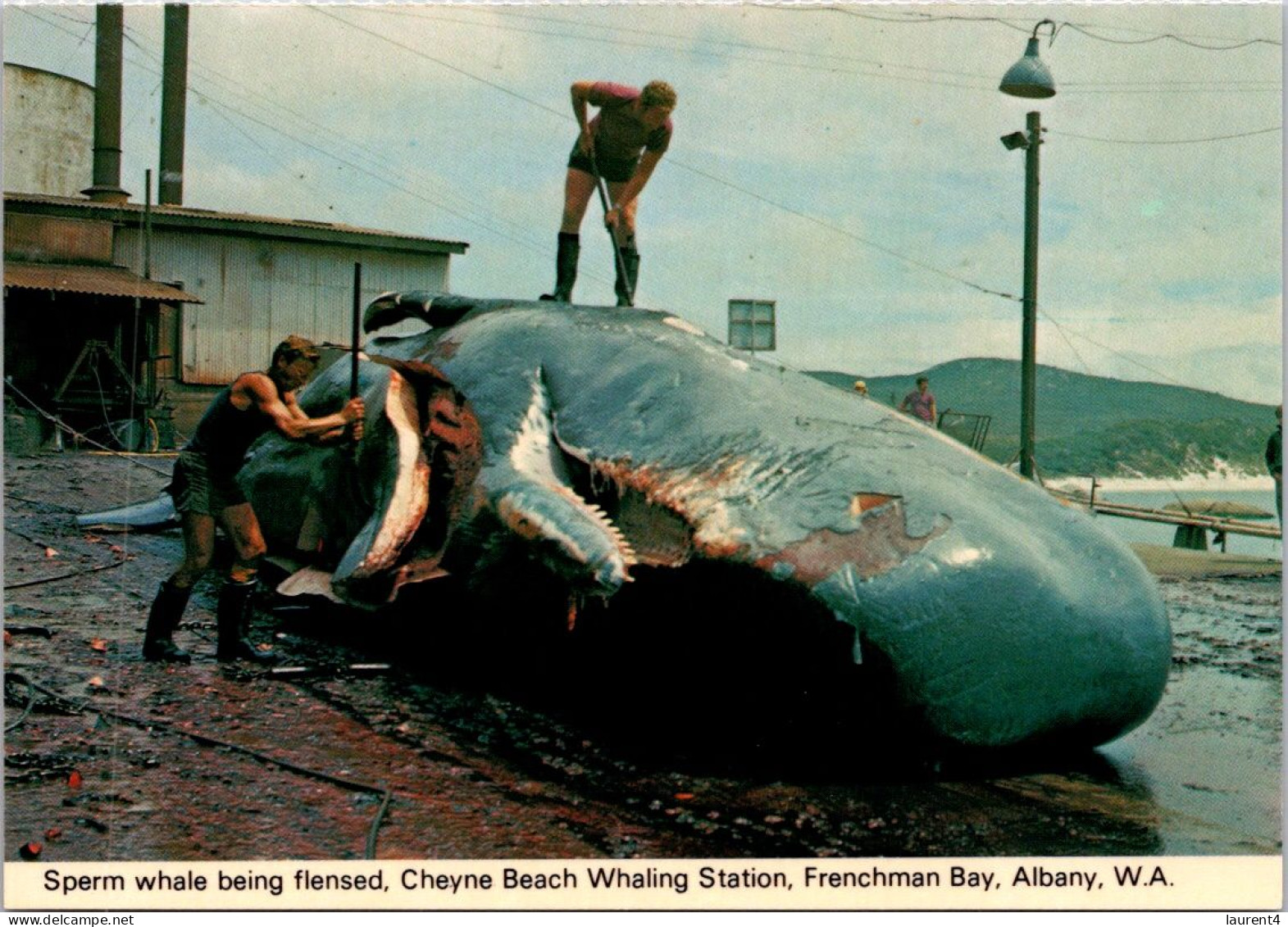 9-2-2024 (3 X 41)  Australia - WA - (Frenchman Bay) Cheyne Whaling Station (2 Postcards) - Albany