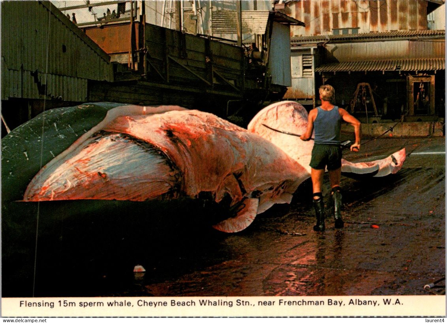 9-2-2024 (3 X 41)  Australia - WA - (Frenchman Bay) Cheyne Whaling Station (2 Postcards) - Albany