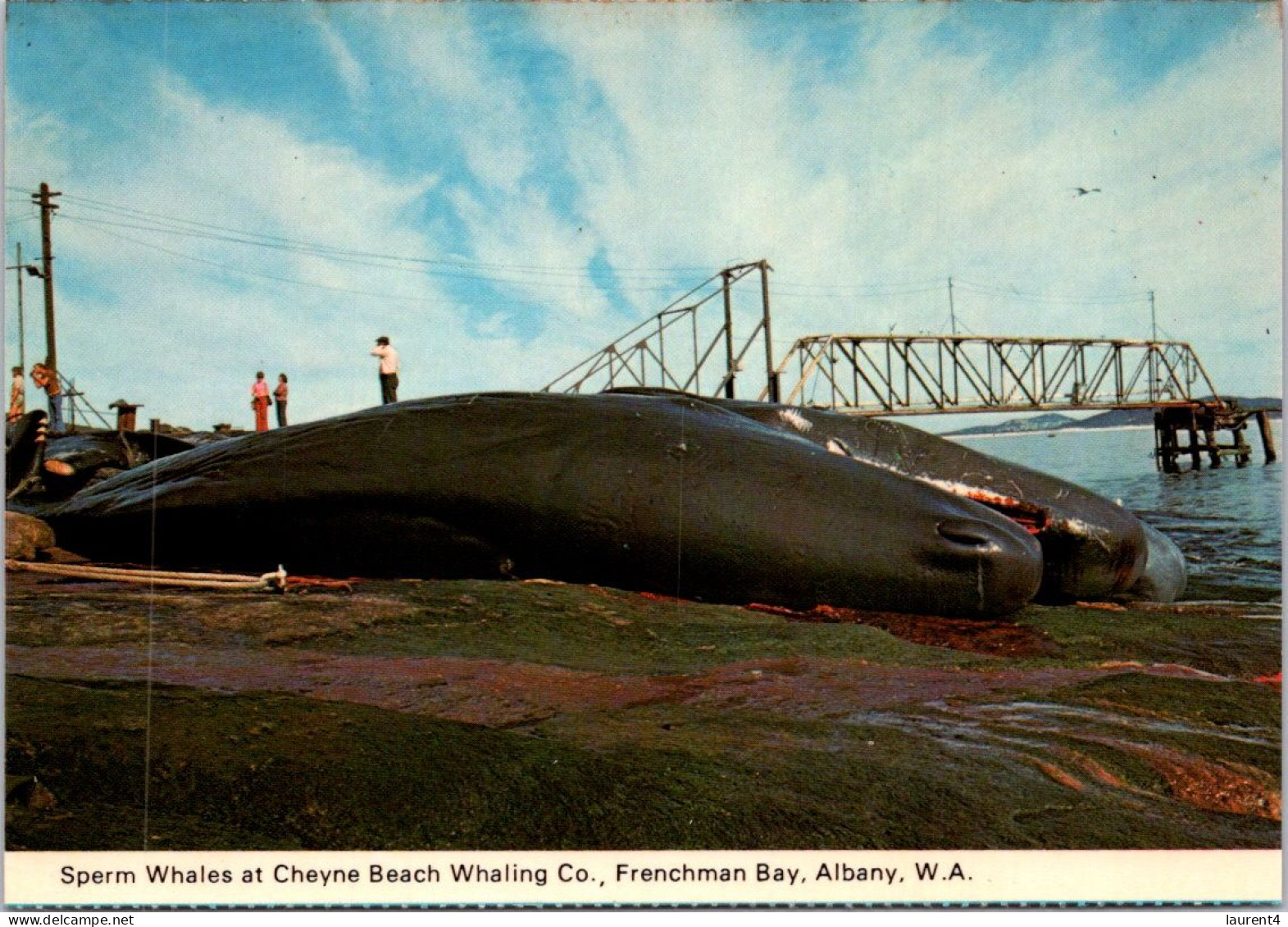 9-2-2024 (3 X 41)  Australia - WA - (Frenchman Bay) Cheyne Whaling Station (2 Postcards) - Albany