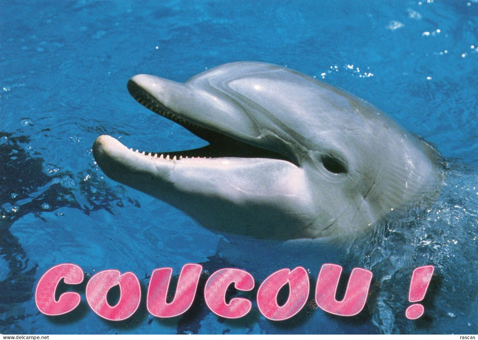 CPM - F - DAUPHIN - COUCOU ! - Dolphins