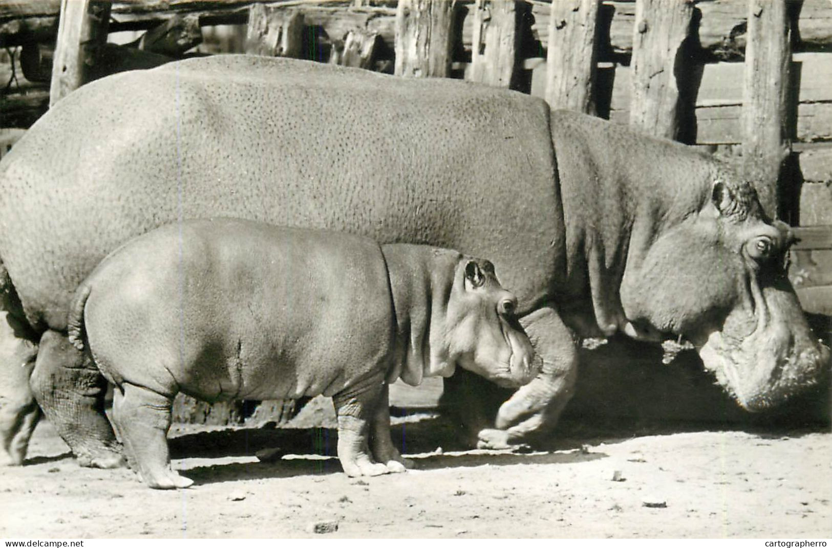 Animals Types And Scenes Hippopotamus Mama & Little Hippopotamus - Hippopotames