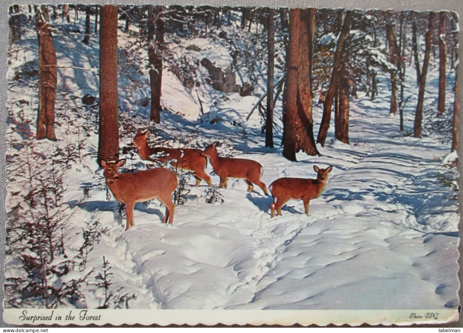 USA WHITETAIL DEER IN THE FOREST NATIONAL PARK KARTE CARD POSTCARD CARTE POSTALE POSTKARTE CARTOLINA ANSICHTSKARTE - Long Beach