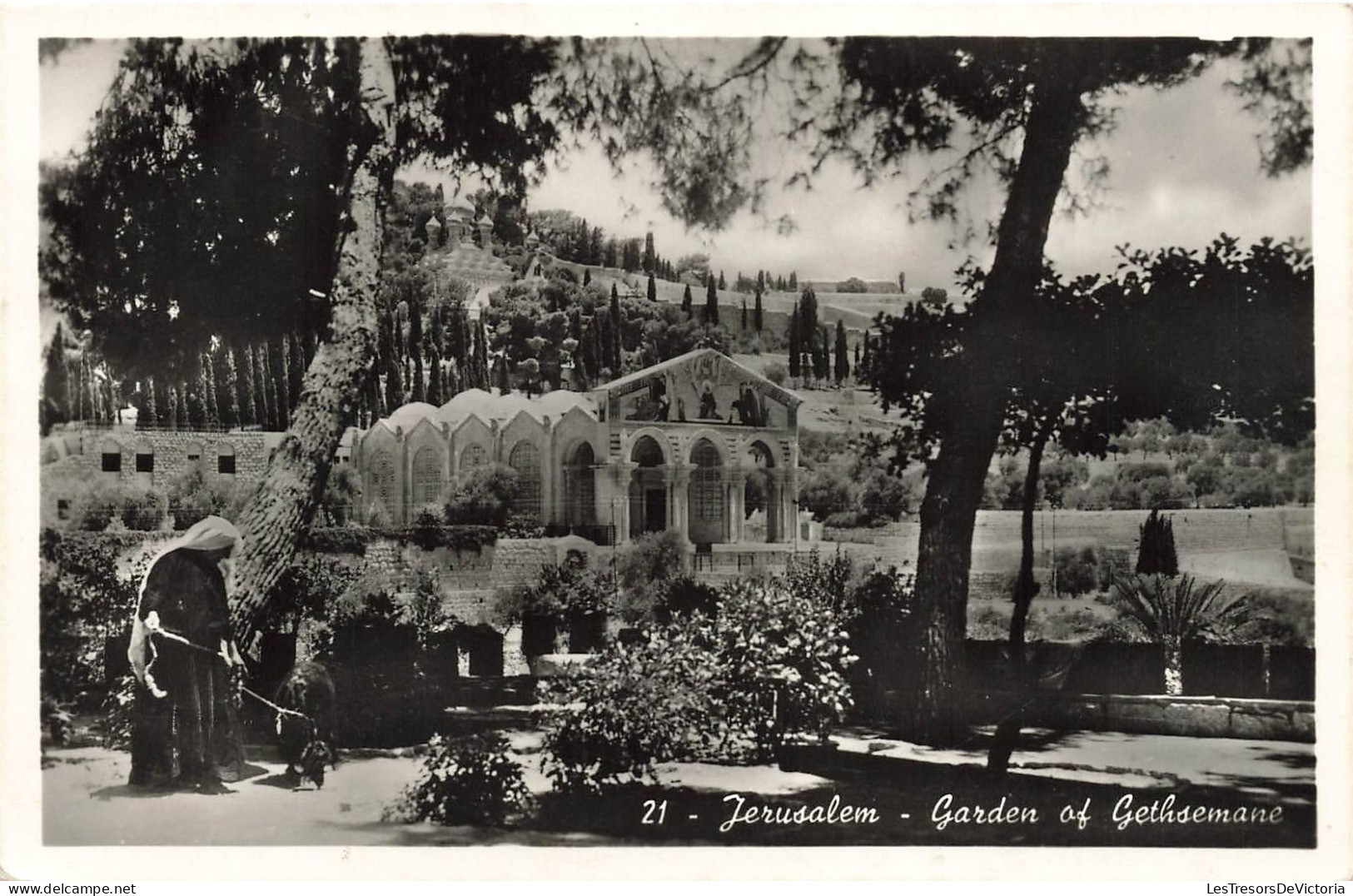 ISRAËL - Jerusalem - Garden Of Gethsemane - Carte Postale Ancienne - Israel