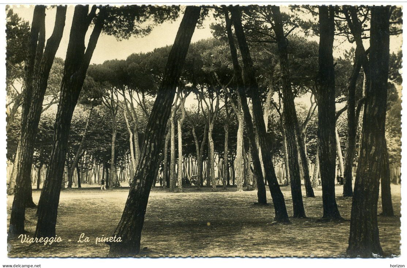 E.394  VIAREGGIO - Lucca - La Pineta - Fotografica - 1945 - Viareggio