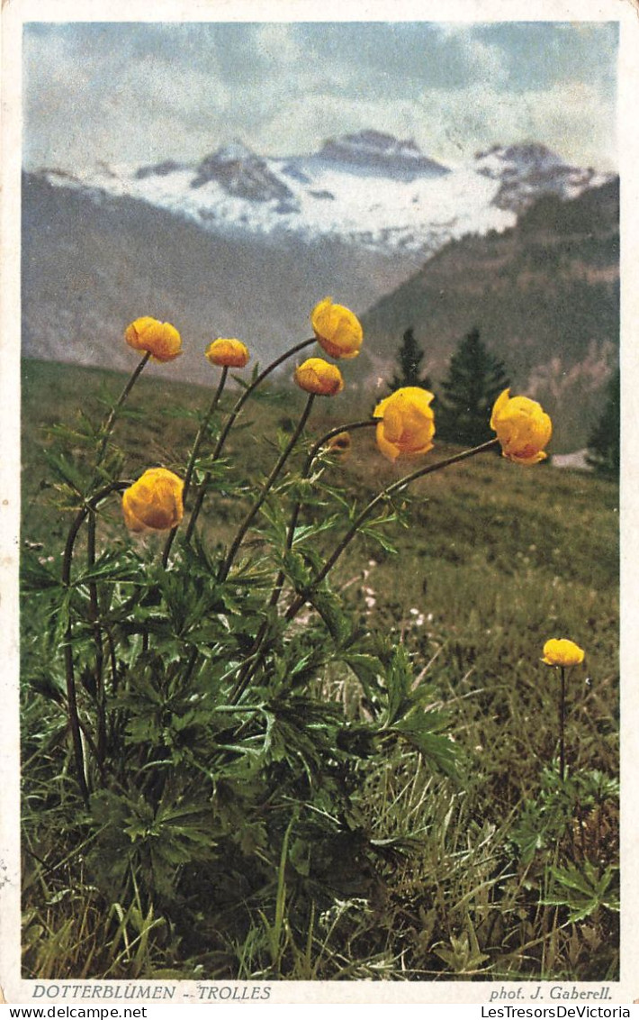 FLEURS - PLANTES & ARBRES - Fleurs - Dotterblume - Trolles - Carte Postale Ancienne - Blumen