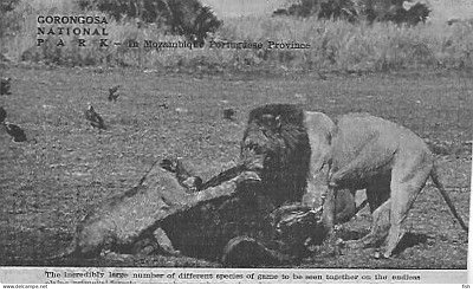 England ** & Postal,Gorongosa National Park, In Mozambique Portuguese Province, PUB Safari, Salema Beira  (4019) - Lions