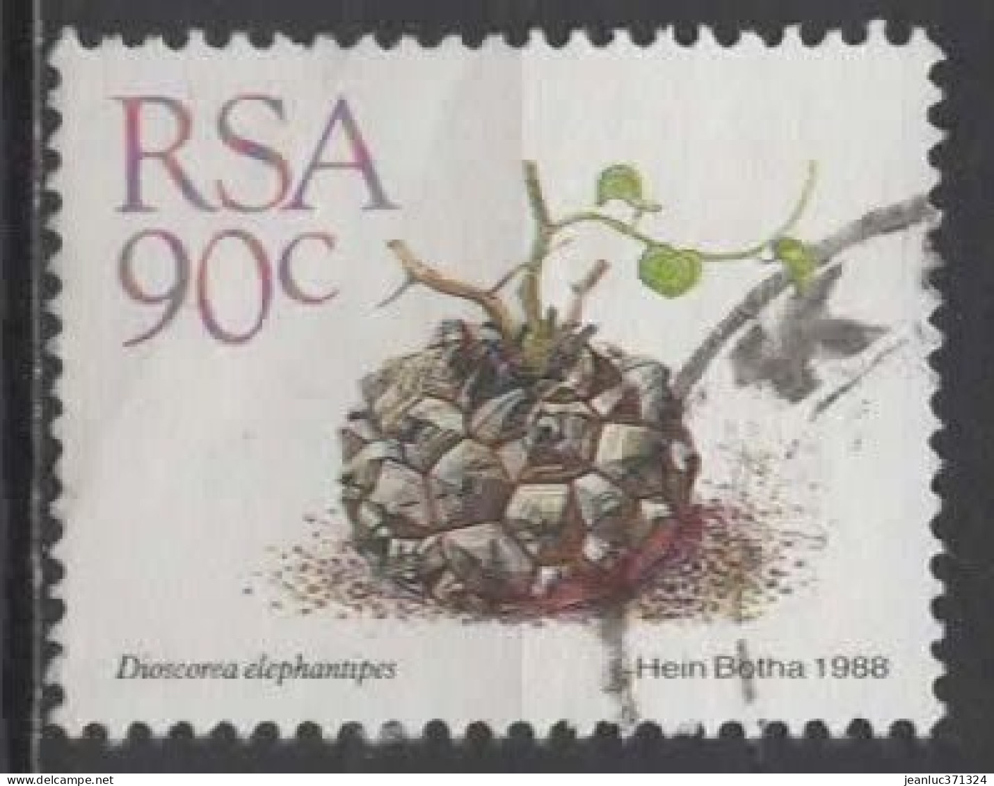 AFRIQUE DU SUD N° 672 O Y&T 1988 Plantes Grasses (Dioscorea Elyphantipes) - Oblitérés