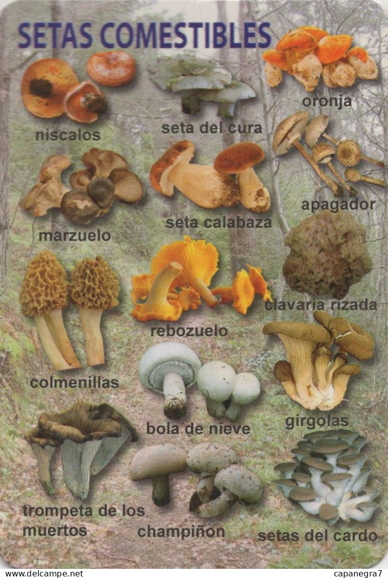 Mushrooms, Setas Comestibles, 2013, Spain - Grand Format : 2001-...