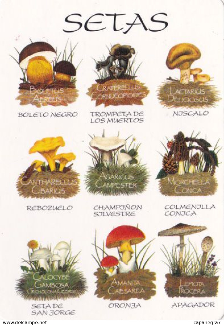 Mushrooms, 1998, Setas, Spain - Formato Grande : 2001-...