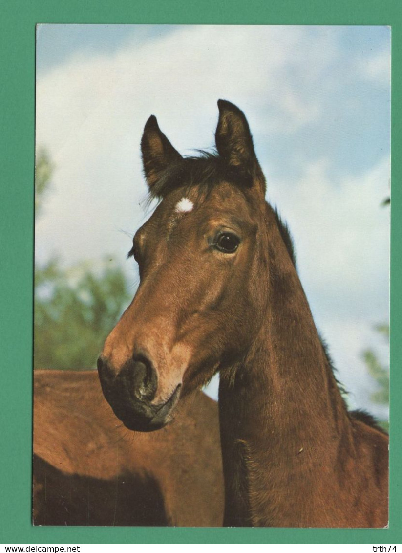 Cheval Poulain Pur Sang Hongrois Haras Saripuszta - Pakistan