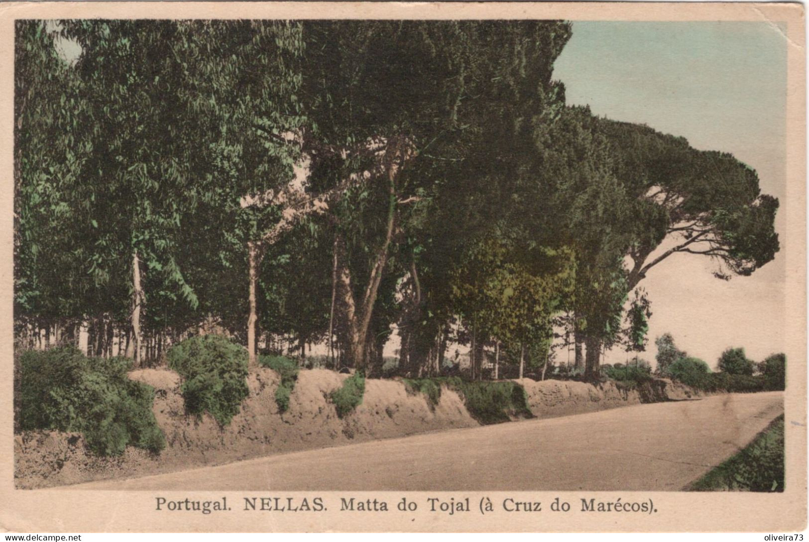 NELAS - Mata Do Tojal (à Cruz Do Marécos) - PORTUGAL - Viseu