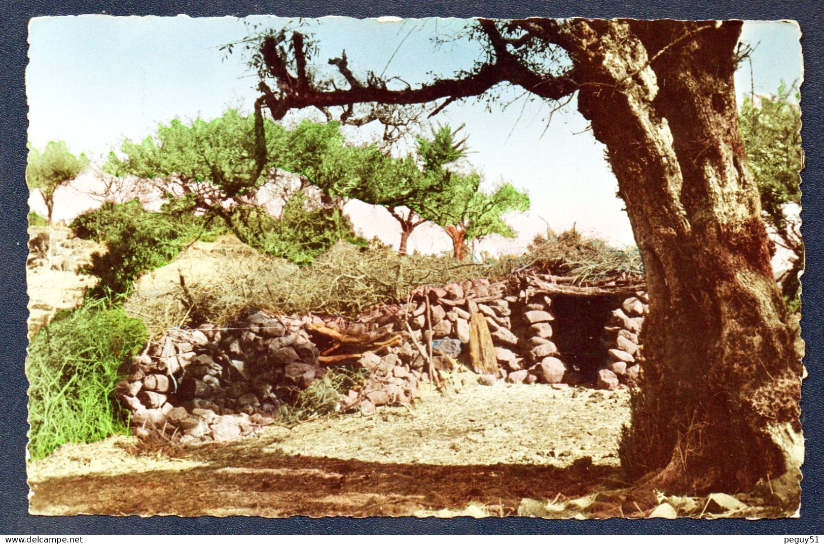 Djibouti. Campement De Nomades. 1954 - Gibuti