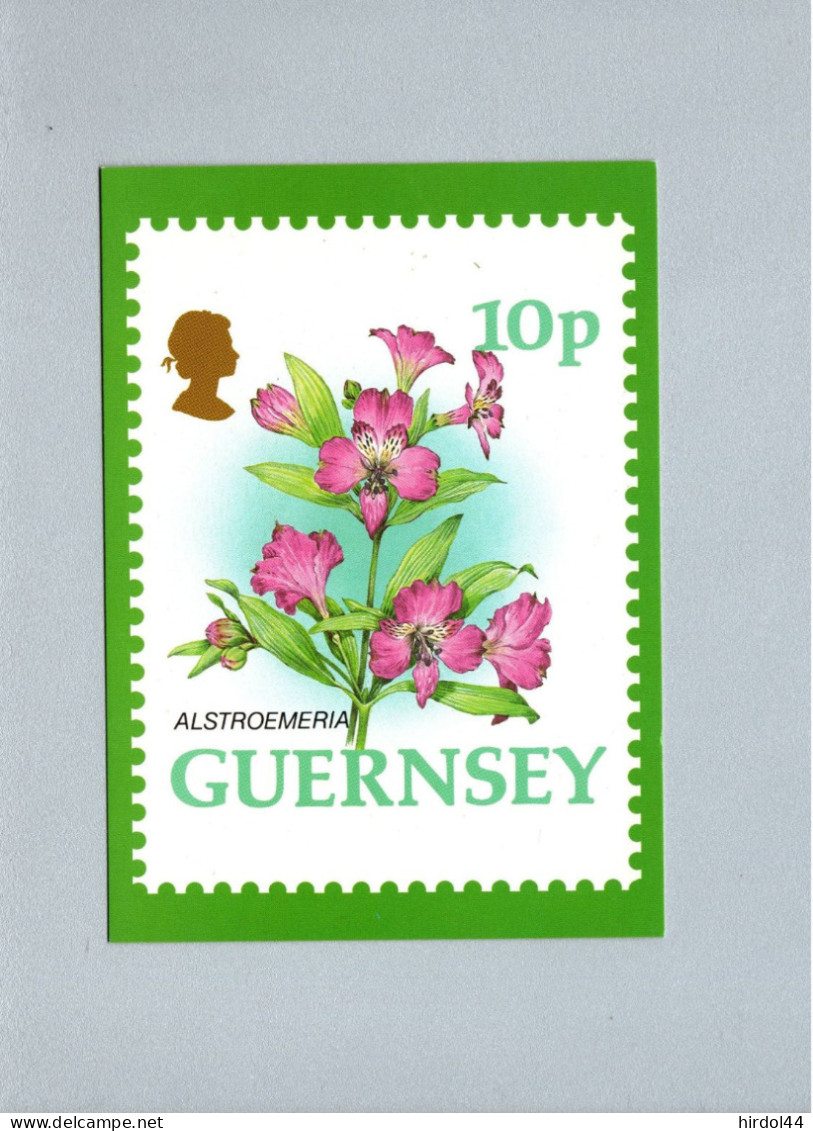 Guernsey : Alstroemeria - Guernsey