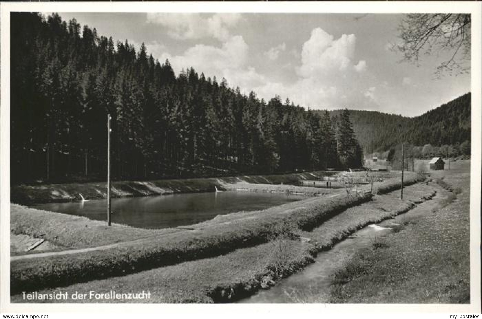 41209055 Altensteig Schwarzwald Forellenzucht Altensteig Schwarzwald - Altensteig