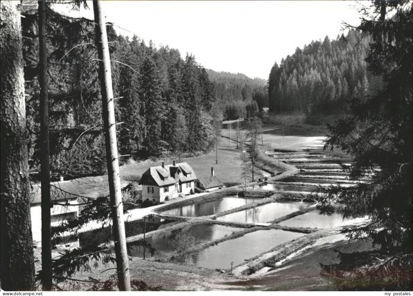 41209016 Altensteig Schwarzwald Gasthaus Kohlmuehle Altensteig - Altensteig