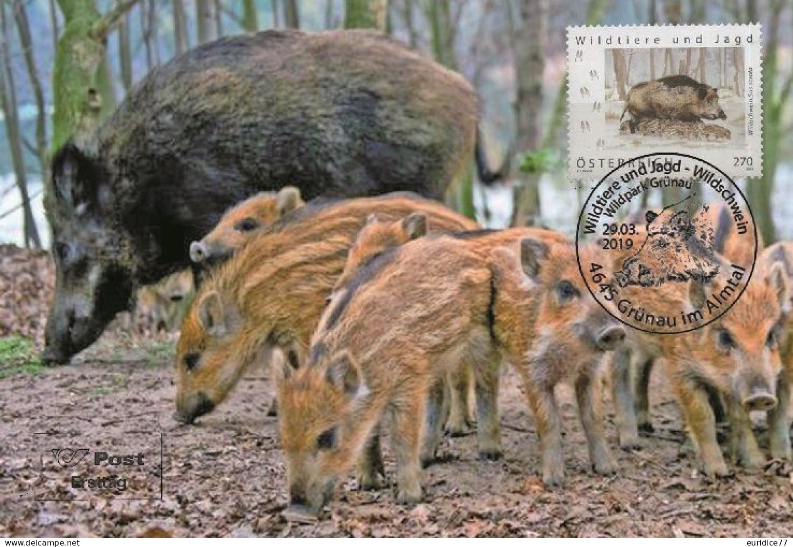 Austria 2019 - Wildschwein Carte Maximum - Maximum Cards