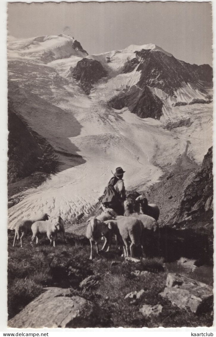 Sustenstrasse, Tierberge - (Schweiz/Suissse) - Schäfe, Moutons, Sheep, Schapen - Schwarzenburg