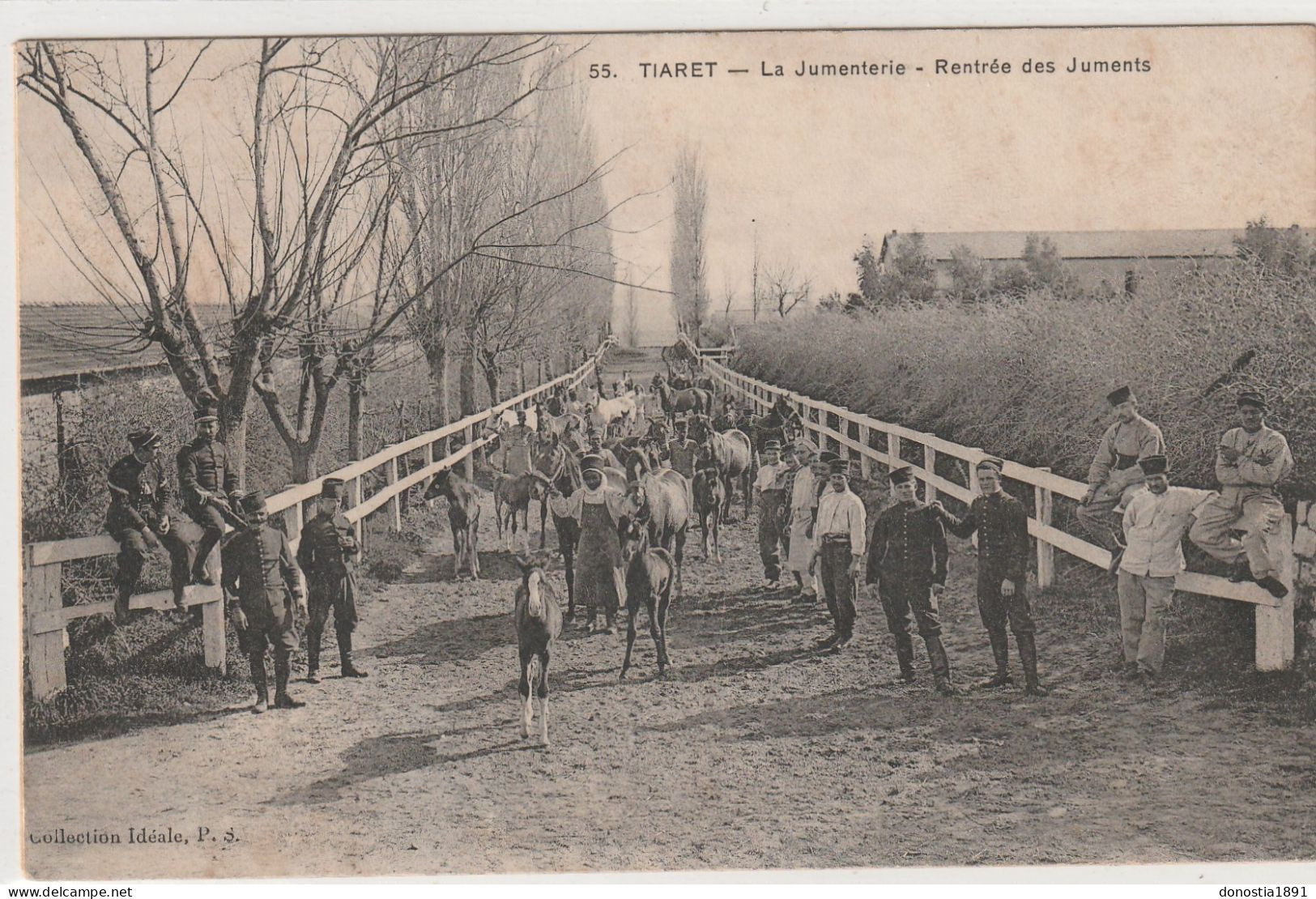 ALGERIE - TIARET - Militaires - La Jumenterie - Rentrée Des Juments - - Ed. P.S N° 55 - Tiaret