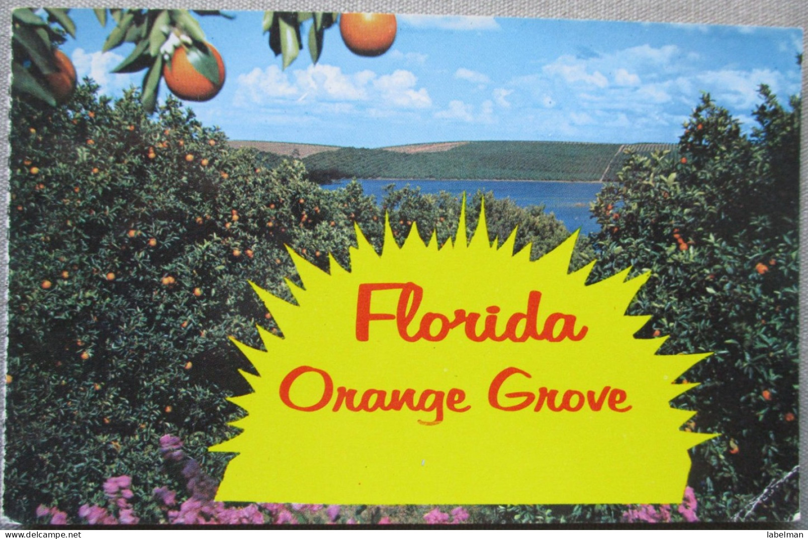 USA UNITED STATES FLORIDA ORANGE GROVE PANORAMA KARTE CARD POSTCARD CARTE POSTALE ANSICHTSKARTE CARTOLINA POSTKARTE - Atlanta