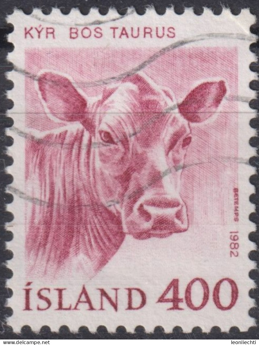 1982 Island > 1944-... Republik ° Mi:IS 581, Sn:IS 557, Yt:IS 534, Domestic Cow (Bos Primigenius Taurus), Kuh - Gebraucht