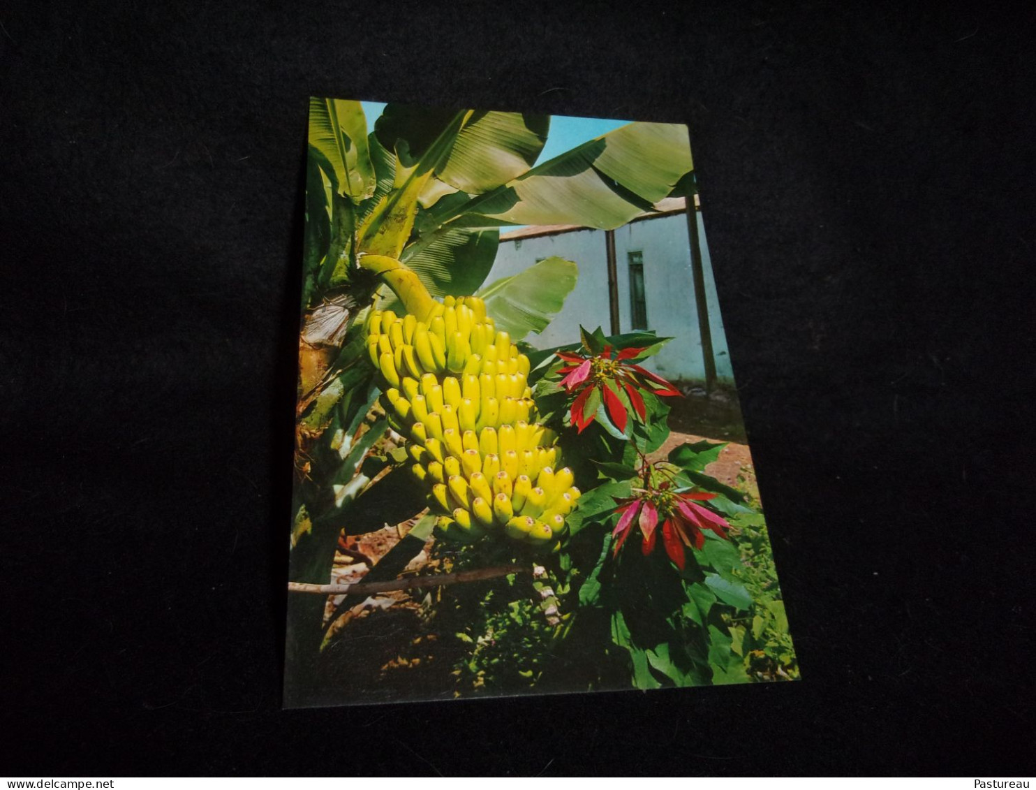 CPSM. Islas Canarias. Planta De Platanos Y Flor De Pascus.2 Scans. - Andere & Zonder Classificatie