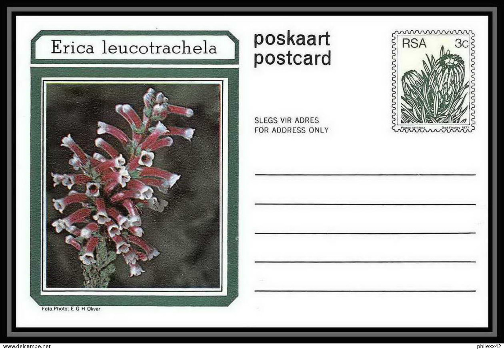 1741/ Afrique Du Sud (RSA) Entier Stationery Carte Postale (postcard) Fleurs Flowers Erica Neuf Tb  - Storia Postale