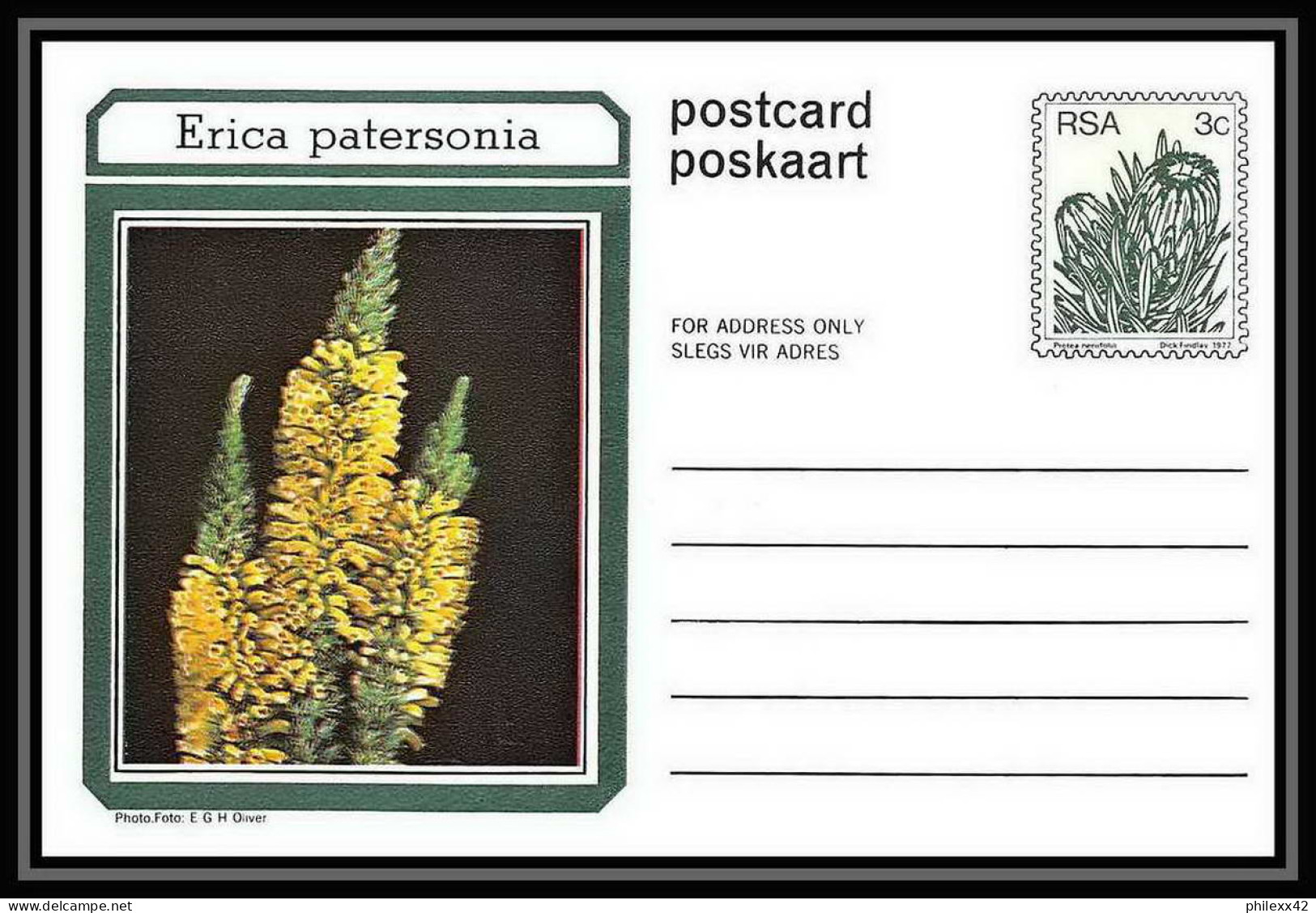 1742/ Afrique Du Sud (RSA) Entier Stationery Carte Postale (postcard) Fleurs Flowers Erica Neuf Tb  - Storia Postale