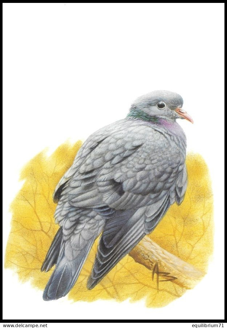 CM/MK Blanco** - 3069 - BUZIN - Pigeon Colombin / Holenduif / Stock Taube - 2è Tirage/2de Druk - Gris/Grijs - Pigeons & Columbiformes
