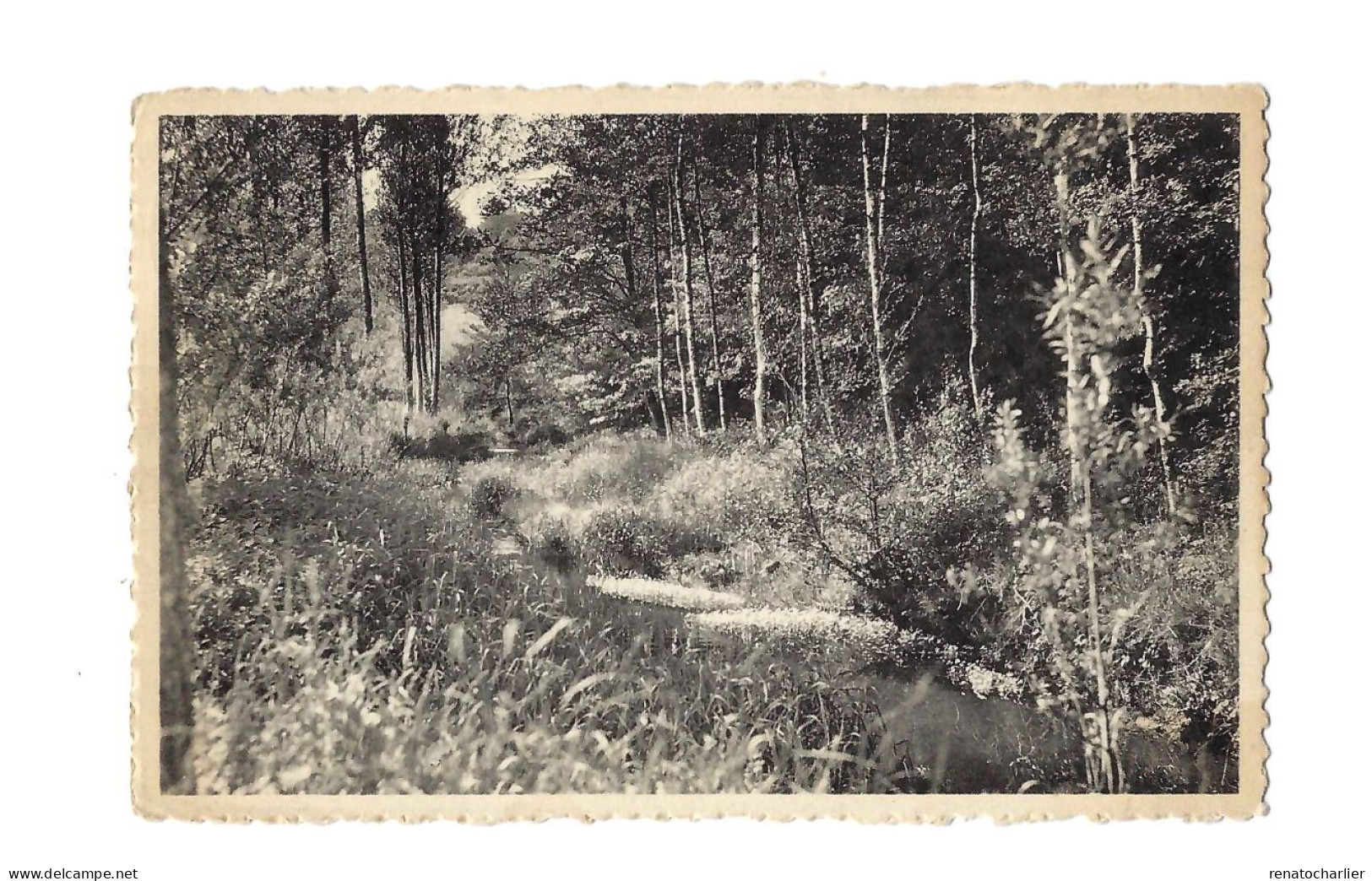 Rance.Un Sous-bois De La Vallée De L'Eau D'Eppe.Expédié à Bruxelles. - Sivry-Rance