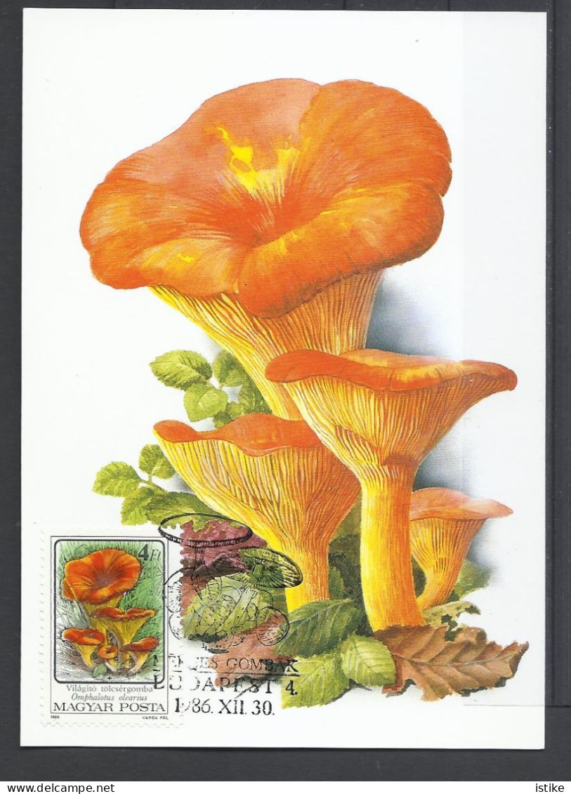 Hungary, Maximum Card, Toxic Mushrooms(Toadstools), Omphalotus Olearius,1986. - Maximumkarten (MC)