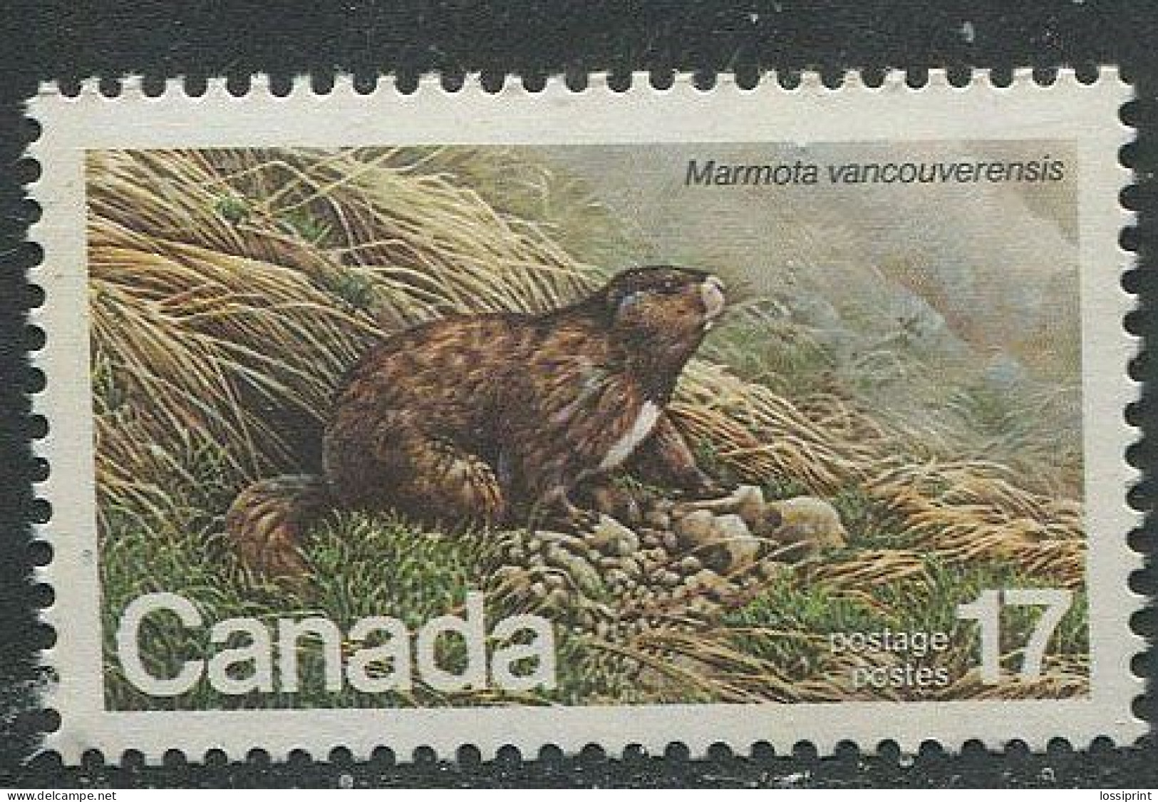 Canada:Unused Stamp Vancouver Island Marmot, 1981, MNH - Knaagdieren