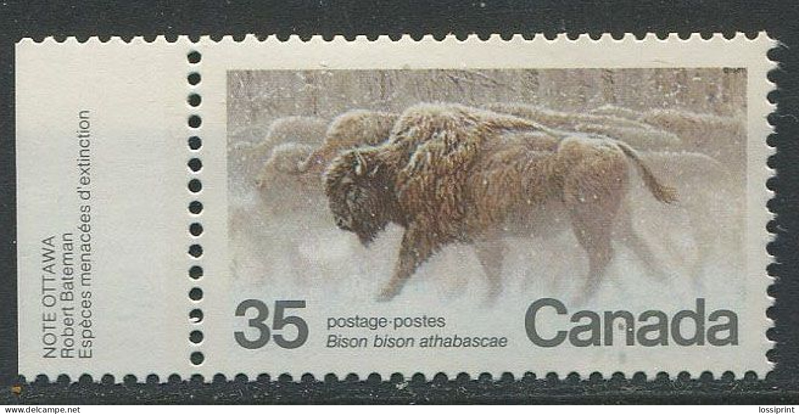 Canada:Unused Stamp Buffalos In Snow, 1981, MNH - Rodents