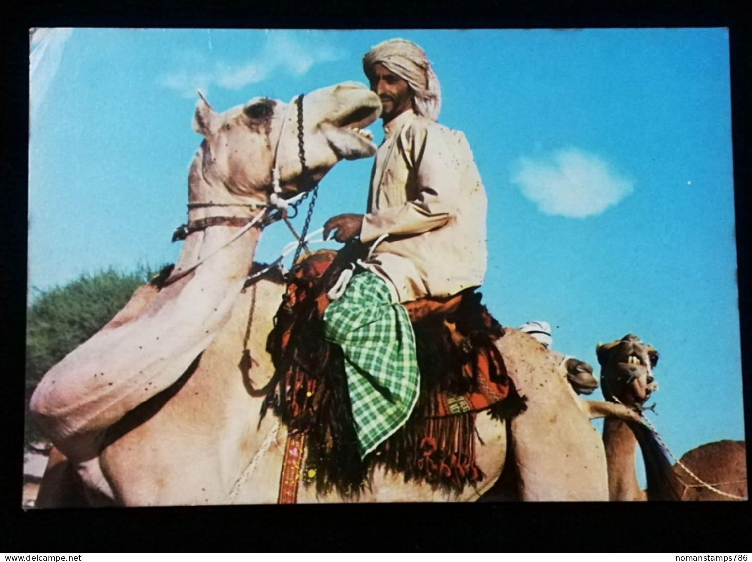 UAE Early Camel Racing Picture Postcard United Arab Emirates - Dubai