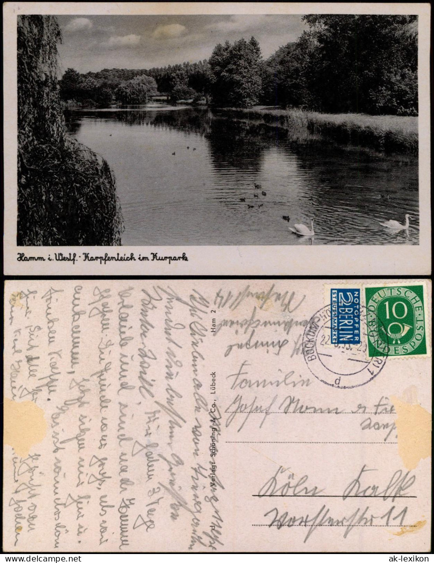 Ansichtskarte Hamm (Westfalen) Karpfenteich Im Kurpark, Schwäne 1953/1938 - Hamm