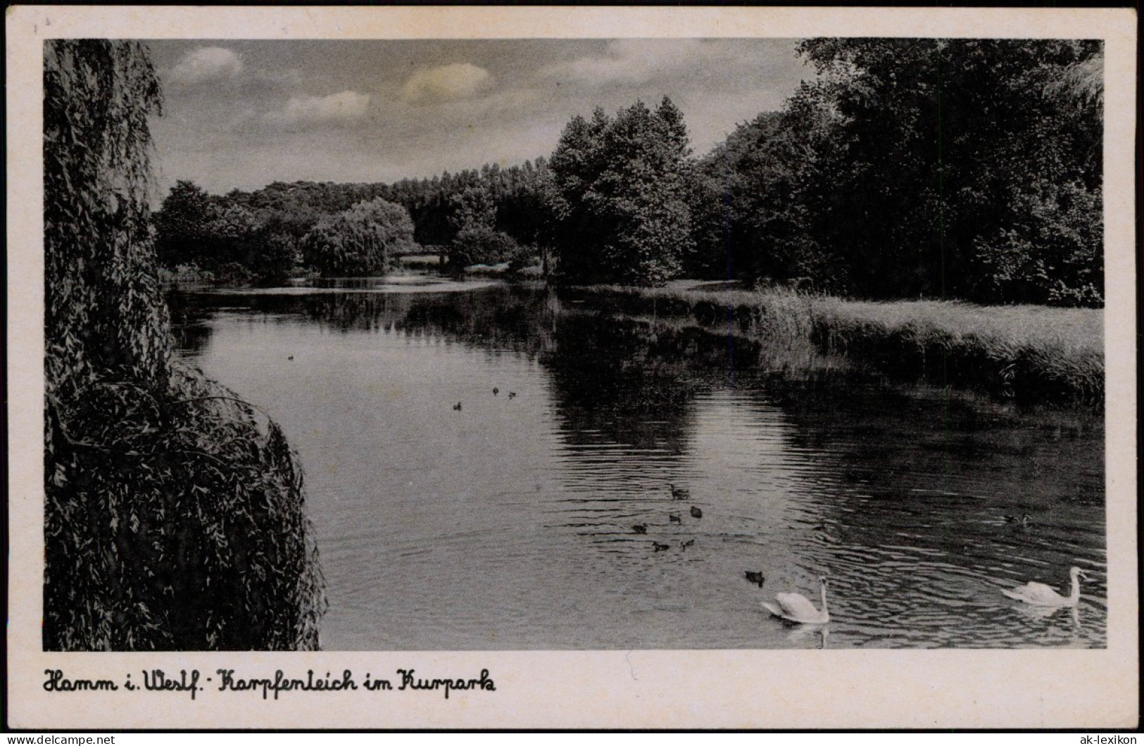 Ansichtskarte Hamm (Westfalen) Karpfenteich Im Kurpark, Schwäne 1953/1938 - Hamm