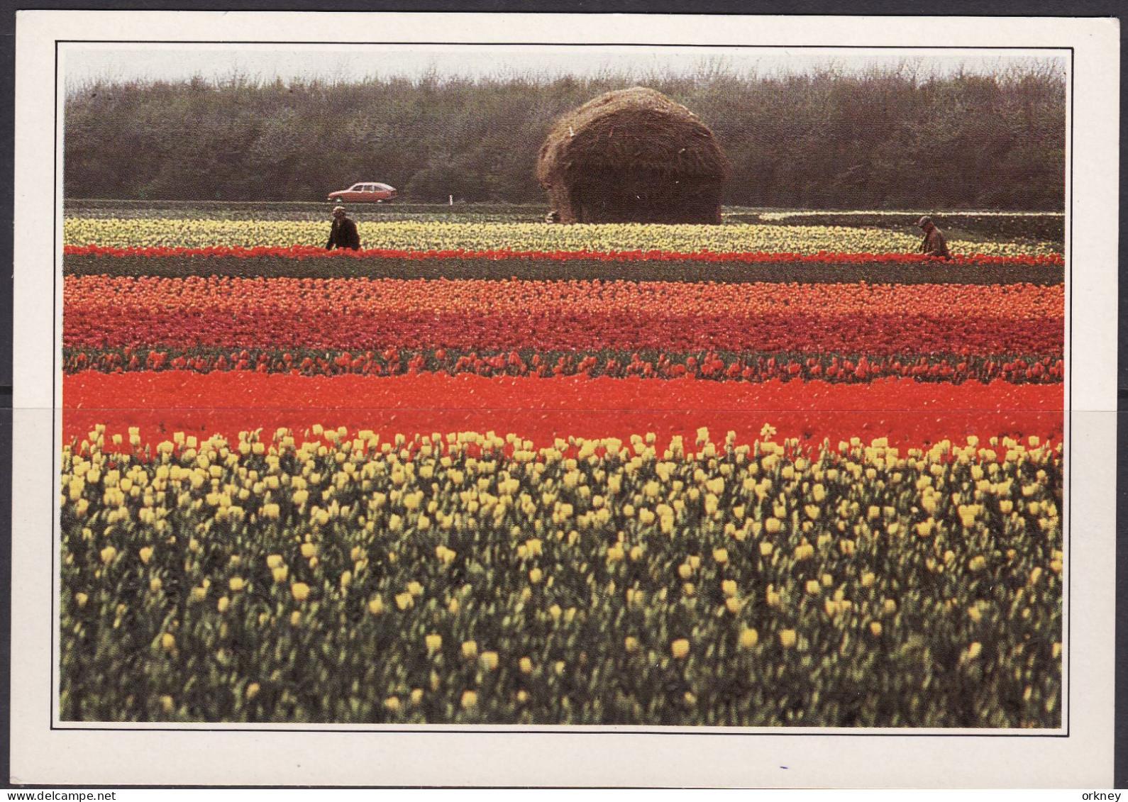 Nederland Champs Des Freurs - Collezioni E Lotti