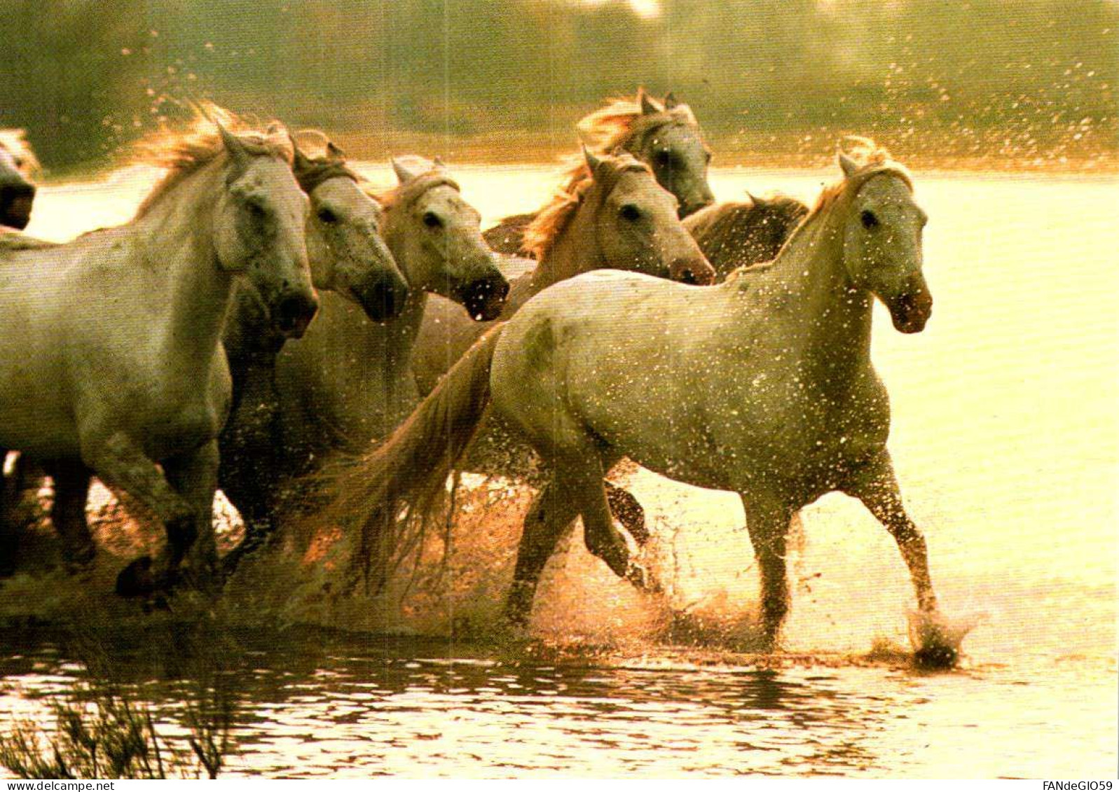 Animaux & Faune > Chevaux / 29 - Caballos