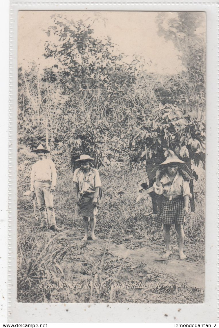 Guatemala. Stembra De Café. Valdeavellano 120. * - Guatemala