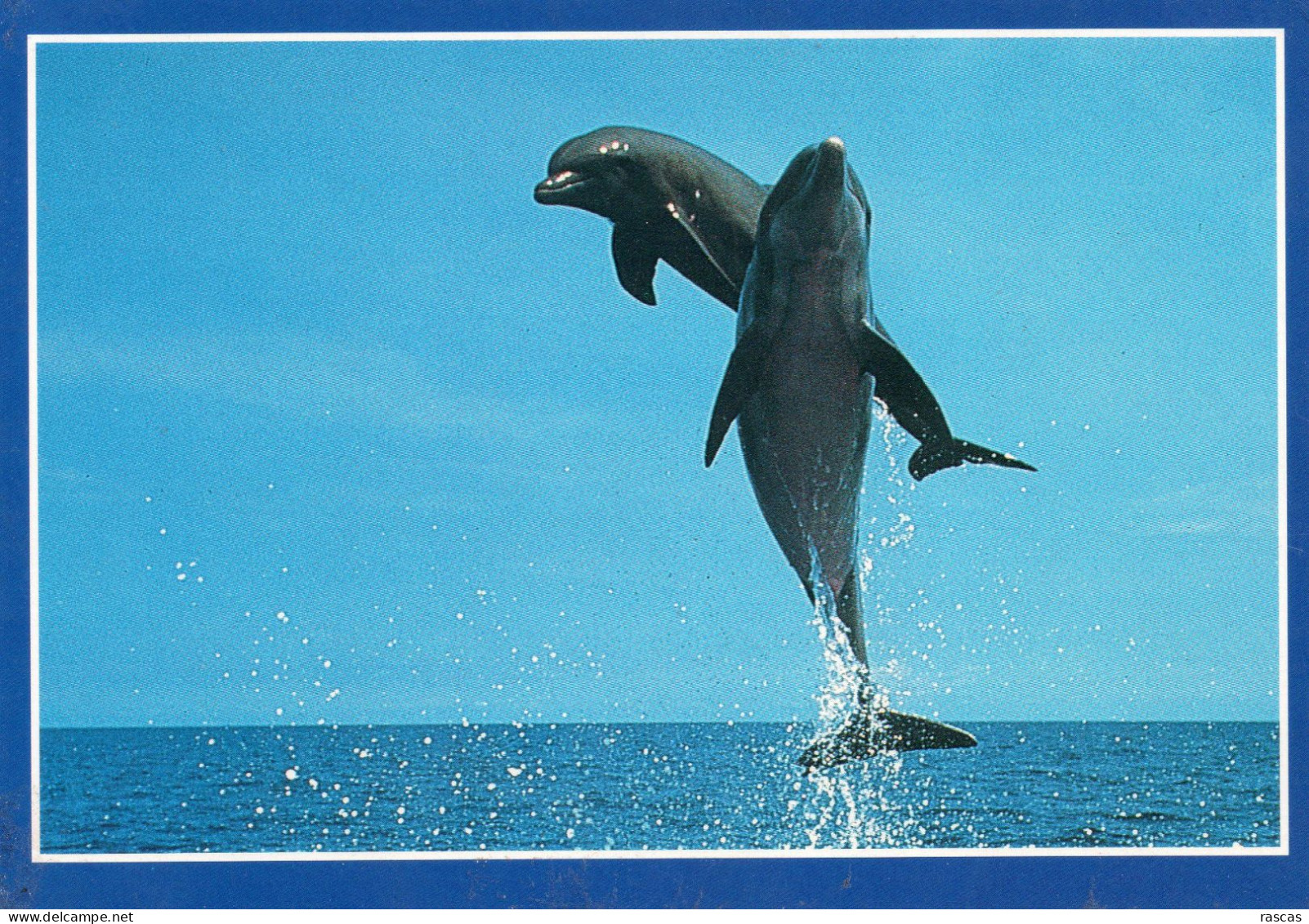CPM - DAUPHINS - SAUT EN MER - Delfines