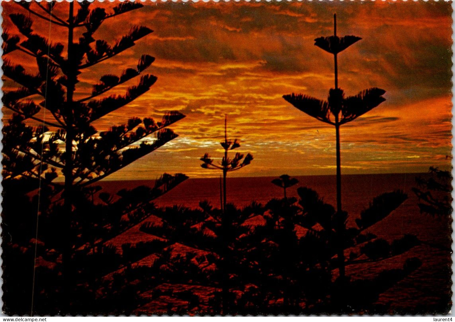 11-2-2024 (3  X 53) Australia - Norfolk Island - Pine Tres In Sunset - Norfolk Island