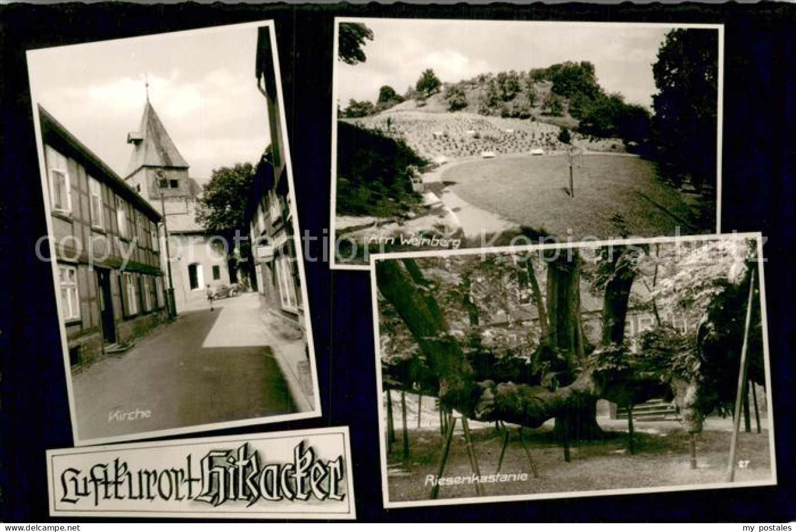 73769371 Hitzacker Elbe Kirche Am Weinberg Riesenkastanie Hitzacker Elbe - Hitzacker