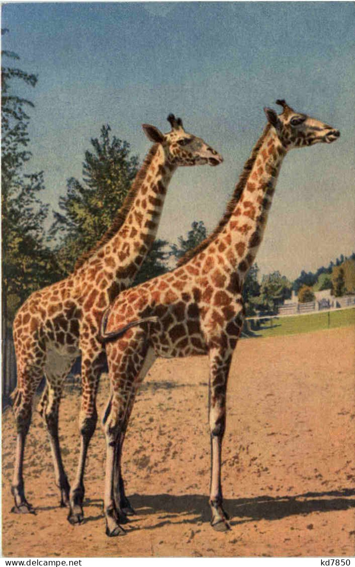 Giraffe - Girafes