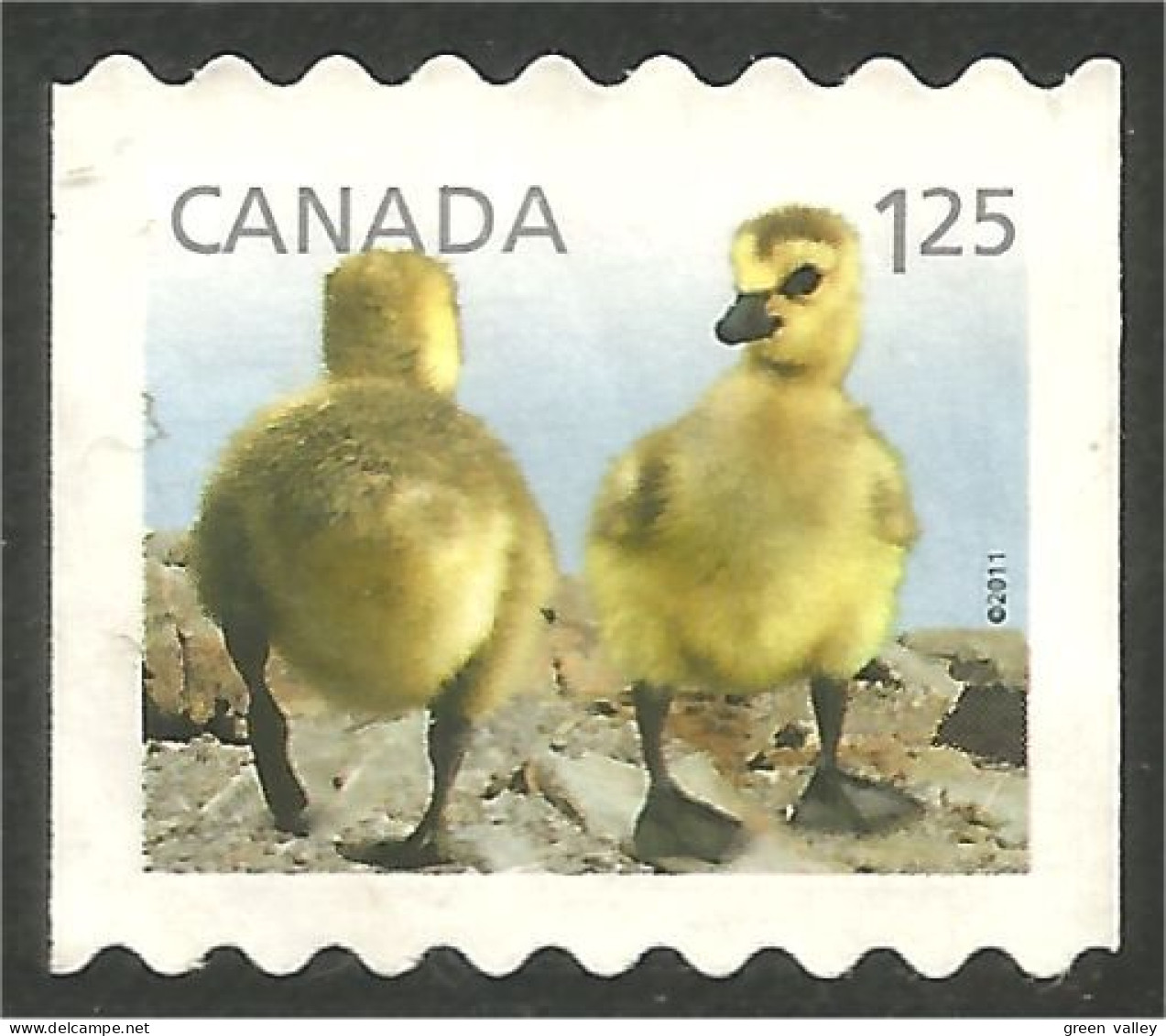 Canada Canard Duck Ente Pato Mint No Gum (109) - Patos