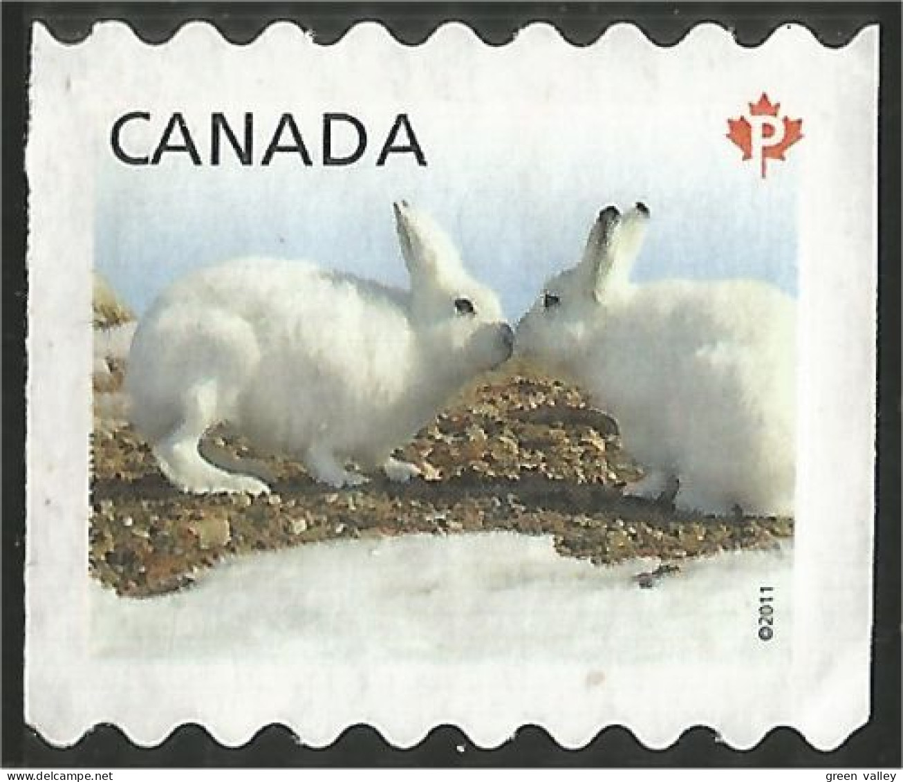 Canada Lapin Rabbit Hare Hase Conejo Coniglio Kaninchen Mint No Gum (25) - Rabbits