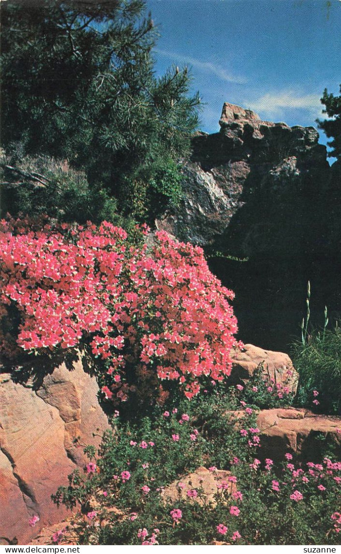 WEATHERFORD - Texas - The Famous Gardens Of Douglas Chandor - Autres & Non Classés